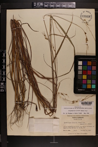 Sorghastrum elliottii image