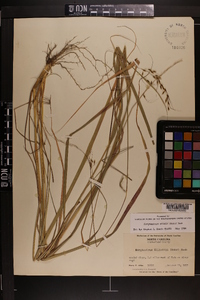 Sorghastrum elliottii image