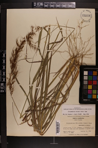 Sorghastrum elliottii image