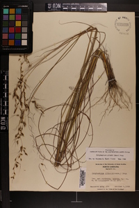 Sorghastrum elliottii image