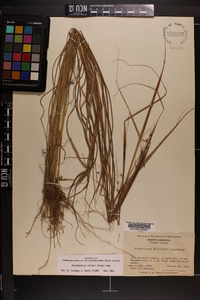 Sorghastrum elliottii image