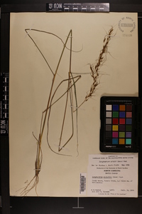 Sorghastrum elliottii image