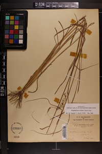 Sorghastrum elliottii image