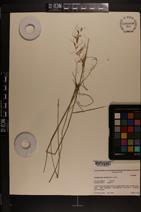 Sorghastrum elliottii image