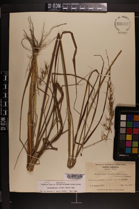 Sorghastrum elliottii image