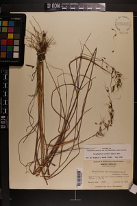 Sorghastrum elliottii image