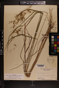 Sorghastrum elliottii image