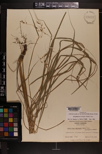 Sorghastrum elliottii image