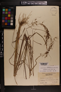 Sorghastrum elliottii image