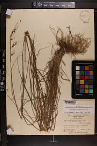 Sorghastrum elliottii image