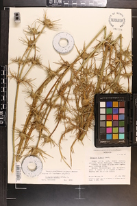 Image of Eryngium cymosum