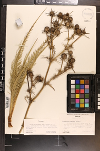 Eryngium cymosum image