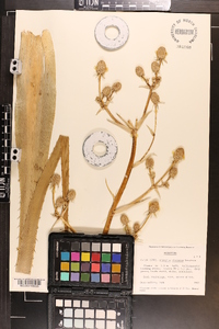 Eryngium eburneum image
