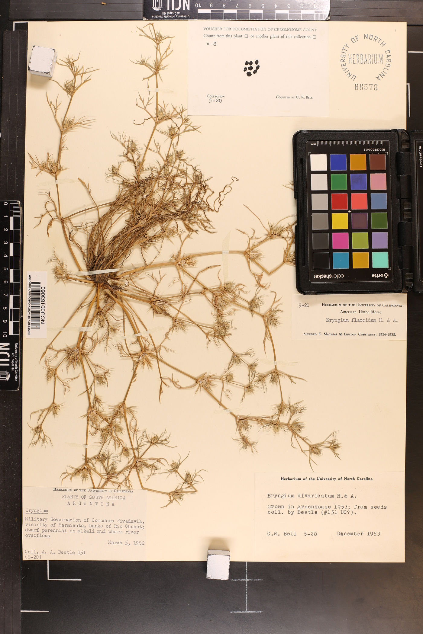 Eryngium divaricatum image