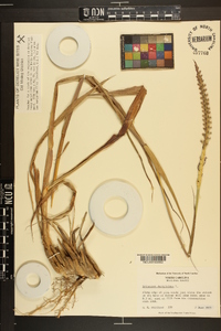 Tripsacum dactyloides image