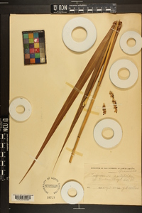 Tripsacum dactyloides image