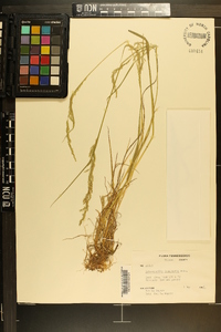 Sphenopholis intermedia image