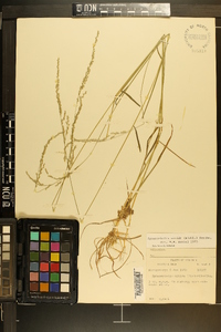 Sphenopholis nitida image