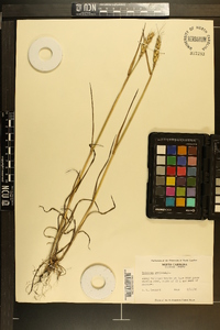 Triticum aestivum image