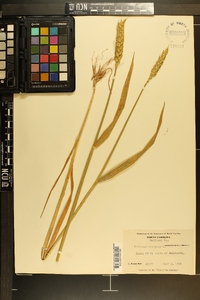 Triticum aestivum image