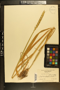 Triticum aestivum image