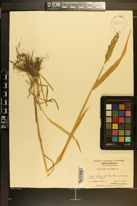 Triticum aestivum image