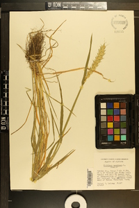 Triticum aestivum image