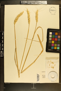 Triticum aestivum image