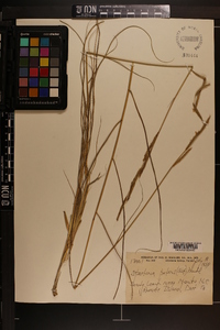 Spartina patens image