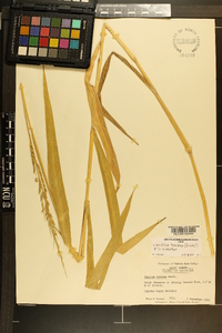 Urochloa texana image