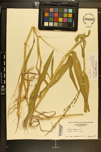 Urochloa texana image