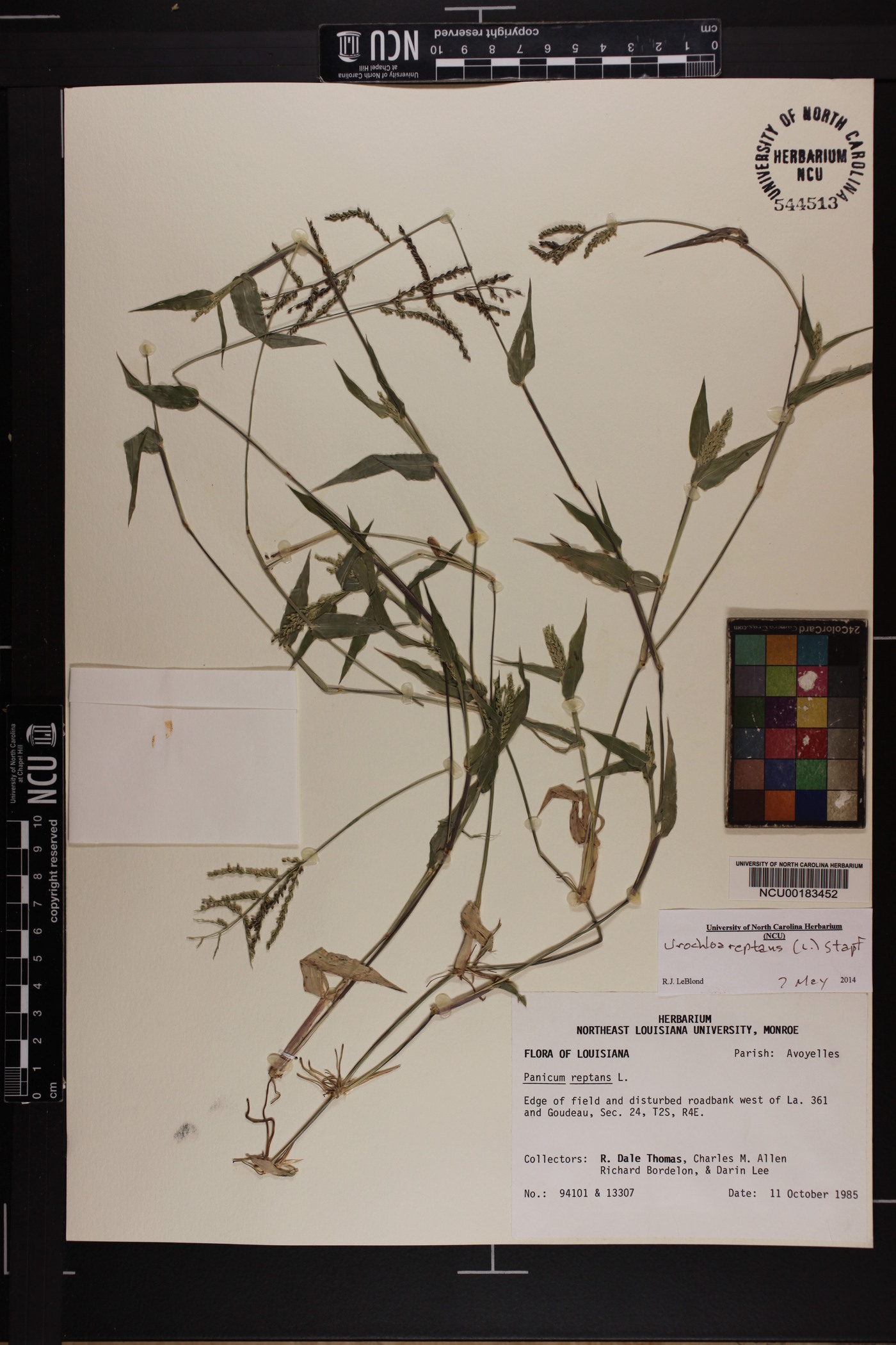 Urochloa reptans image