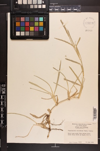 Stenotaphrum secundatum image