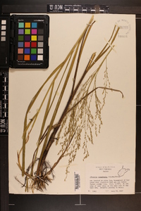 Glyceria canadensis image