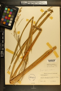 Zizania miliacea image