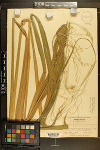 Zizania miliacea image