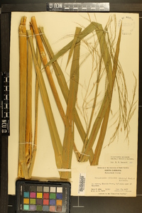 Zizania miliacea image