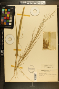Zizania miliacea image