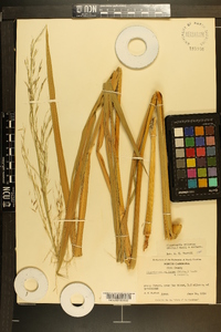 Zizania miliacea image
