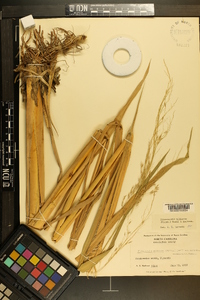 Zizania miliacea image