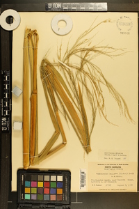 Zizania miliacea image