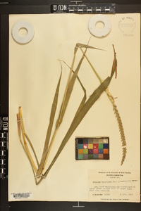 Tripsacum dactyloides image
