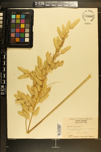 Uniola paniculata image