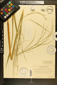 Zizaniopsis miliacea image