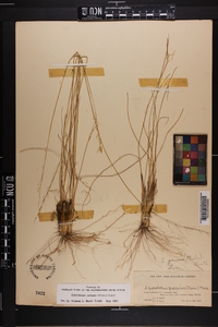 Sporobolus junceus image