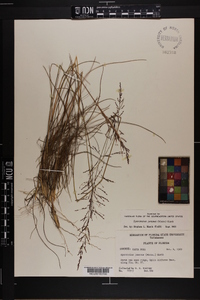 Sporobolus junceus image