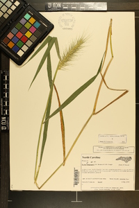 Elymus macgregorii image