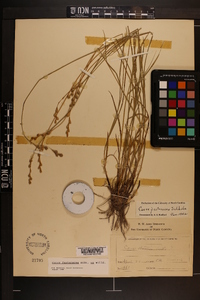 Carex festucacea image