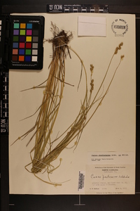 Carex festucacea image