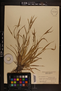 Carex flaccosperma image